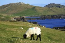 Ovejas en Achill Island - foto de stock