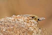 Ошейниковая ящерица — стоковое фото