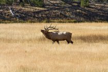 Лося Bull Єллоустонський Національний парк — стокове фото