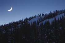 Деревья в снегу с полумесяцем Луны — стоковое фото