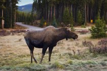 Female Cow Moose — Stock Photo