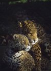 Leopard im Zoo Dublin — Stockfoto