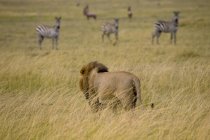 Leão, Reserva Nacional Masai Mara — Fotografia de Stock