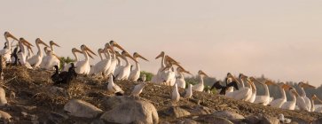 Pélican blanc d'Amérique — Photo de stock
