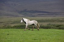 Pferd läuft auf Feld — Stockfoto