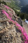Розовые полевые цветы на горе — стоковое фото
