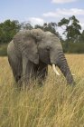 Elefante africano en hierba larga - foto de stock