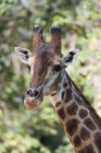 Close Up Of A Giraffe 's Face — стоковое фото
