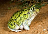 Зеленая жаба — стоковое фото
