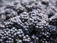 Гроздья свинцового винограда — стоковое фото