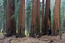 Sequoia Trees In Sequoia National Park — Stock Photo