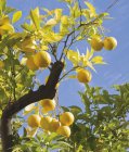 Bando de laranjas na árvore — Fotografia de Stock