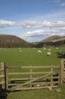 Вівці в пасовищі з парканом — стокове фото