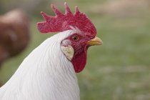 Rooster looking away — Stock Photo