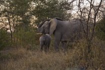 Африканських слонів, Arathusa Safari Lodge — стокове фото