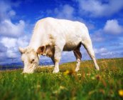 Charolais vaca pastando — Fotografia de Stock