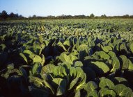 County Meath, Irlanda, Cabbages — Fotografia de Stock