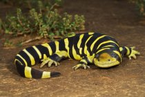 Texas Barred Tiger Salamandra — Fotografia de Stock