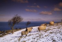 Irland, schafe im schnee — Stockfoto