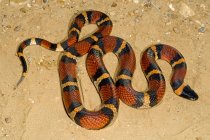Мексиканская молочная змея лежит на земле — стоковое фото