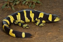 Texas Salamandra tigre sbarrata — Foto stock