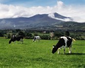 Молочный скот недалеко от Гленбея — стоковое фото