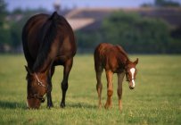 Cavalli purosangue in campo — Foto stock