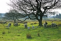 Pâturage de moutons dans un pâturage — Photo de stock