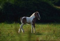 Feral Pony en el campo - foto de stock