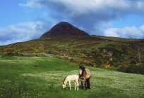 Лошади Алмазного холма — стоковое фото