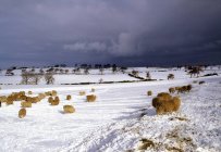 Schafe, Grafschaft Wicklow, Irland — Stockfoto