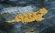 Узбережжя рогата ящірка — стокове фото
