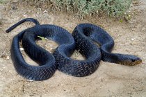 Serpente indaco del Texas — Foto stock