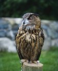 Eagle Owl sitting — Stock Photo