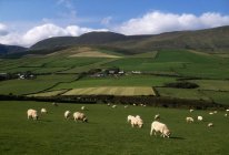 Moutons, péninsule de Dingle, Co Kerry — Photo de stock