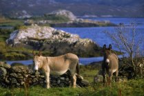 Donkeys grasing on green grass — Stock Photo