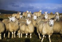 Sheep grazing at Ballymena — Stock Photo
