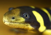 Texas Salamandra tigre sbarrata — Foto stock