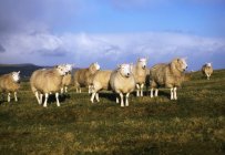 Выпас овец в Баллимене — стоковое фото