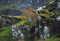 Pflanzkübel und Felsen mit Gras — Stockfoto
