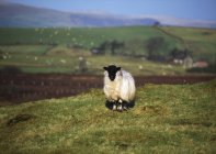 Scottish Blackface sheep on hill — Stock Photo