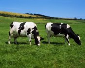 Milchvieh im Landkreis Kork — Stockfoto
