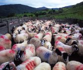 Bonane, ovejas; Condado de Kerry - foto de stock