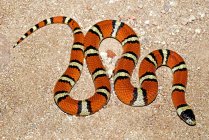 New Mexican Milk Snake — Stock Photo