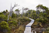 Ein hölzerner weg durch eine bewaldete landschaft, cape scott provincial park, vancouver island; britisch columbia, canada — Stockfoto