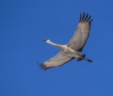 Cegonha com asas estendidas voando contra o céu azul durante o dia — Fotografia de Stock