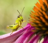 Grasshopper sitting on purple flower over blurred green background — Stock Photo