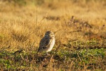 A Burrowing Owl (Athene Cunicularia) looks at the Camera, The Early Morning Light Bathes The Scene In Warm Colours; Tunuyan, Mendoza, Argentina — стоковое фото