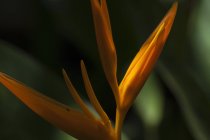 Paradiesvogel (Heliconia); anda, bohol, zentrale Visayas, Philippinen — Stockfoto