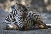 Zebra bebê deitado no chão durante o dia — Fotografia de Stock